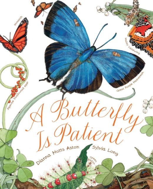 BUTTERFLY IS PATIENT